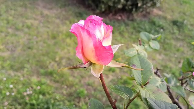 rose bicolore