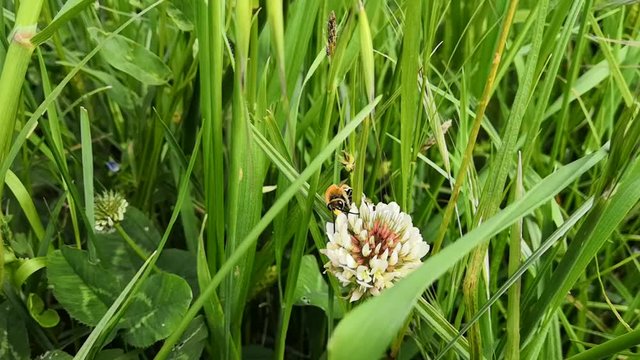 abeille sur une fleur de tr&egrave;fle
