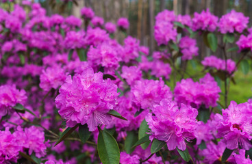 The first spring flowers of lilac rhododendrons. Early spring.