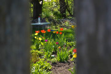 Fototapeta na wymiar Hole in wooden fence on spring garden background.