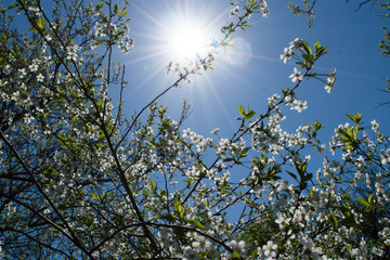 Blossom trees under noon sun in early spring 