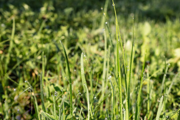green grass stalks close up in the morning dew