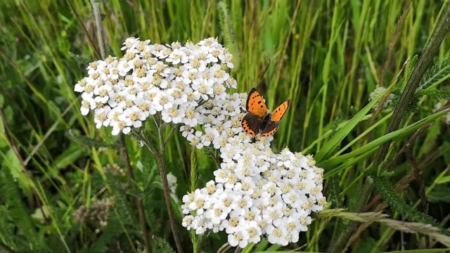 papillon