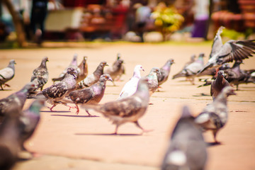 pidgeons around the colorful plaza