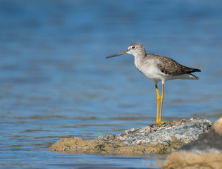 Greater Yellowlegs