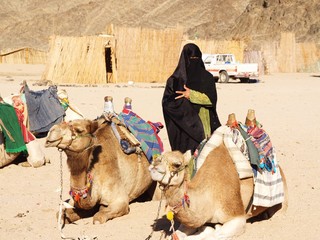 Bedouin with two camels in Egypt Hurghada