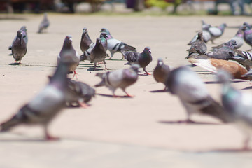 Fototapeta premium pidgeons in the urban area, selective focus photography