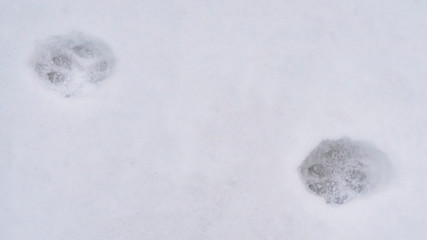Clear Panorama Animal tracks on powdery white snow covering the ground during winter