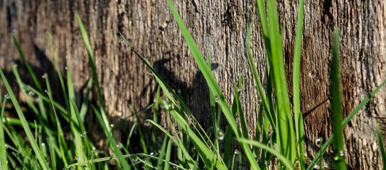 green fresh grass on the background of wooden texture in the garden, illuminated by rays of the rising sun