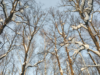 Fototapeta na wymiar beautiful winter forest landscape one