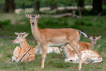 fallow deer in the forest