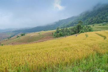 Obraz premium view of rice fields terrace on side hill around with soft fog, mountain and cloudy sky background, Ban Pa Bong Piang hill tribe village, Doi Inathanon, Chiang Mai, Thailand.
