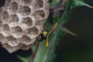European Polistes galicus wasp hornet taking care of his nest