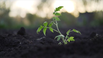 Tomato plant. Young tomato plants in the evening. Plant tomato at sunset.
