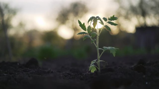 Tomato plant. Young tomato plants in the evening. Plant tomato at sunset.