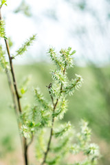 Spring. Branches of young tree.