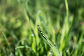beautiful with glitter drop of dew on a fresh green blade of grass, blurred background, solar lighting