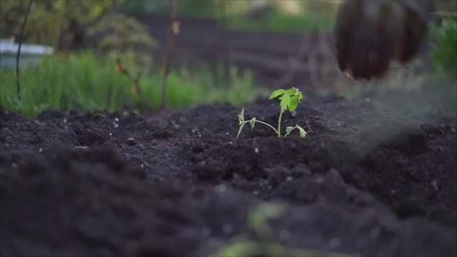 Tomato seedlings in peat pots prepared for planting. Plant a young tomato.