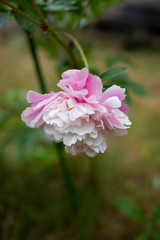 beautiful pink peony flowers on a green background in natural conditions bloom in early summer, bloom with beautiful gentle clouds