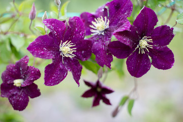 beautiful purple clematis flowers covered with water droplets after summer rain