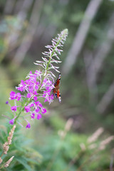 beautiful summer picture, background image, delicate pink flower and a butterfly sitting on it