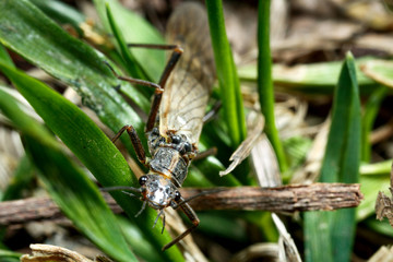 Fototapeta premium Some kind of insect.