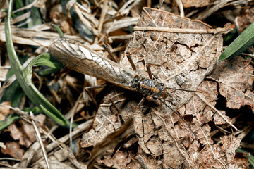 Some kind of insect.