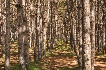 Pine trees in cultivated pine forest closeup in late summer