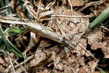 Some kind of insect.