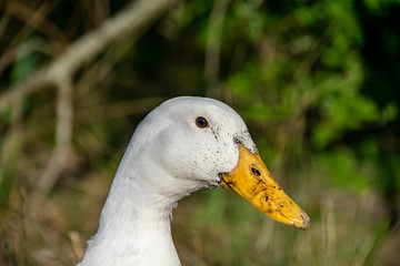 Pekin duck (also known as Long Island or Aylesbury duck) with mud on beak after digging around in the wet ground