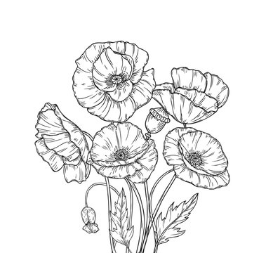 Poppy bouquet. Line art poppies flower sketch drawing wall artwork decorative plant poppy flower bud planting floral vector background. Bouquet of poppy drawing line illustration