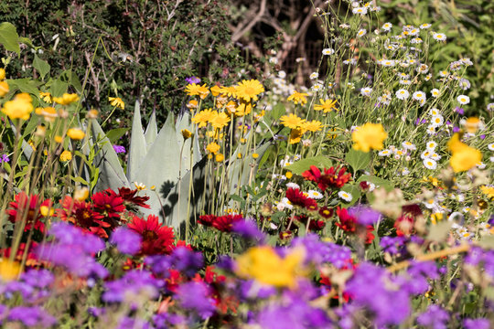 Flowers and Flora of Arizona