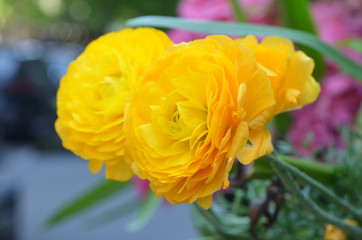 Yellow Ranunculus 1