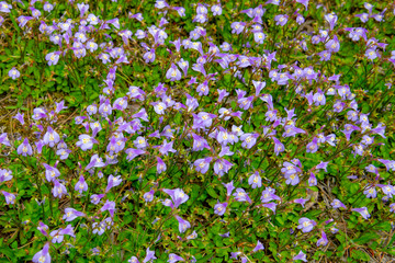 Obraz na płótnie Canvas 白眉大山の高原に咲く小さな花が美しい