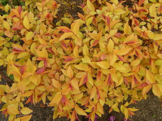 Bush with yellow leaves close up