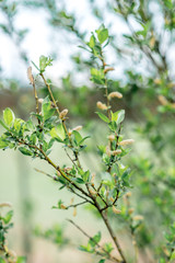 Spring. Branches of young tree.