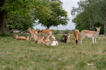 fallow deer in the forest