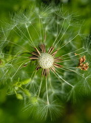 Fluffy faded fragile field dandelion	