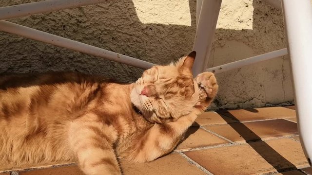 Chat roux qui fait sa toilette 