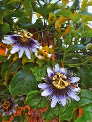 passiflora in the garden