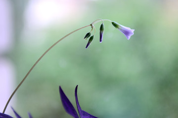 blooming flower oxalis on a green background