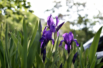 blue iris in the garden