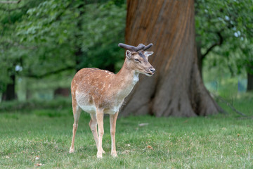 fallow deer in the forest