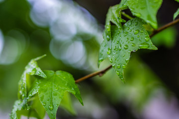 leaves with drops