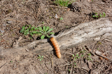 Earth worm over a tree.Worm insects for eating as food, it is good source of protein edible....