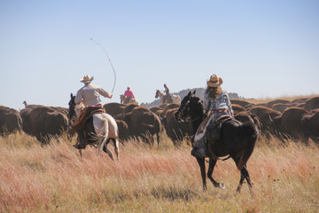 Cowboys and cowgirls rounding up bison during the annual Custer State Park Buffalo Roundup