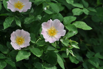 Pink flower of wild rose against the background of green leaves of wild rose