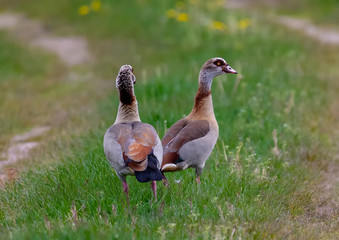 Egyptian goose near  a small pond in southern Germany