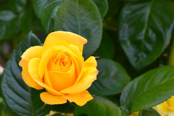 Blooming yellow rose flower on the green background in the garden