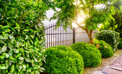 black iron fence in garden. hdr photo